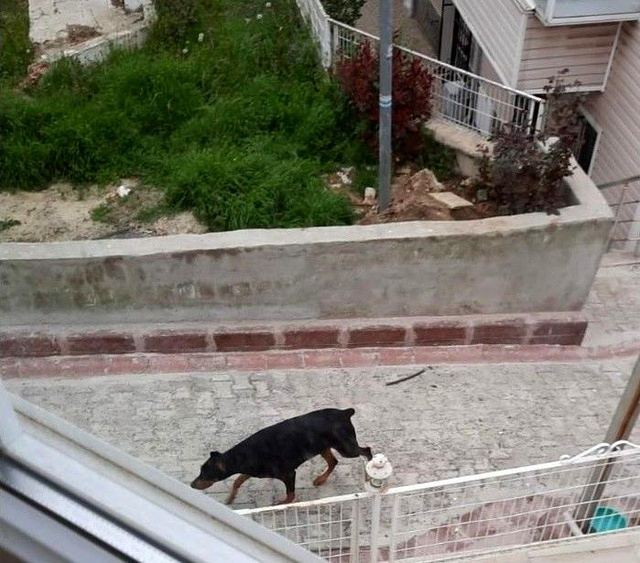 Havlayan köpekten korkup yola fırlayan çocuğa araba çarptı Havlayan köpekten korkup yola fırlayan çocuğa araba çarptı