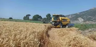 Söke Ovası'nda buğday bereketi