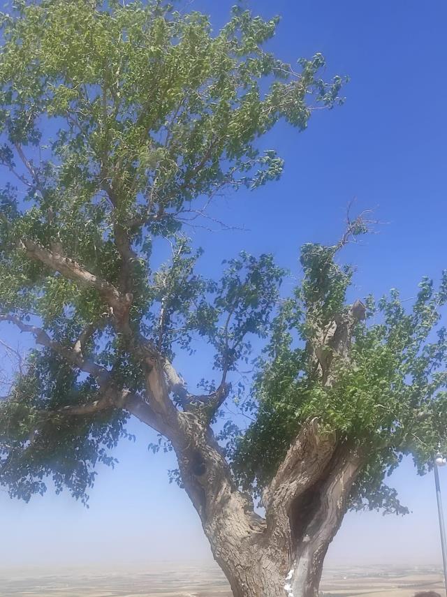 Türkiye'de hamile kalmak isteyen kadınlar bu ağacın gidip aynı işlemi uyguluyor Türkiye'de hamile kalmak isteyen kadınlar bu ağacın gidip aynı işlemi uyguluyor