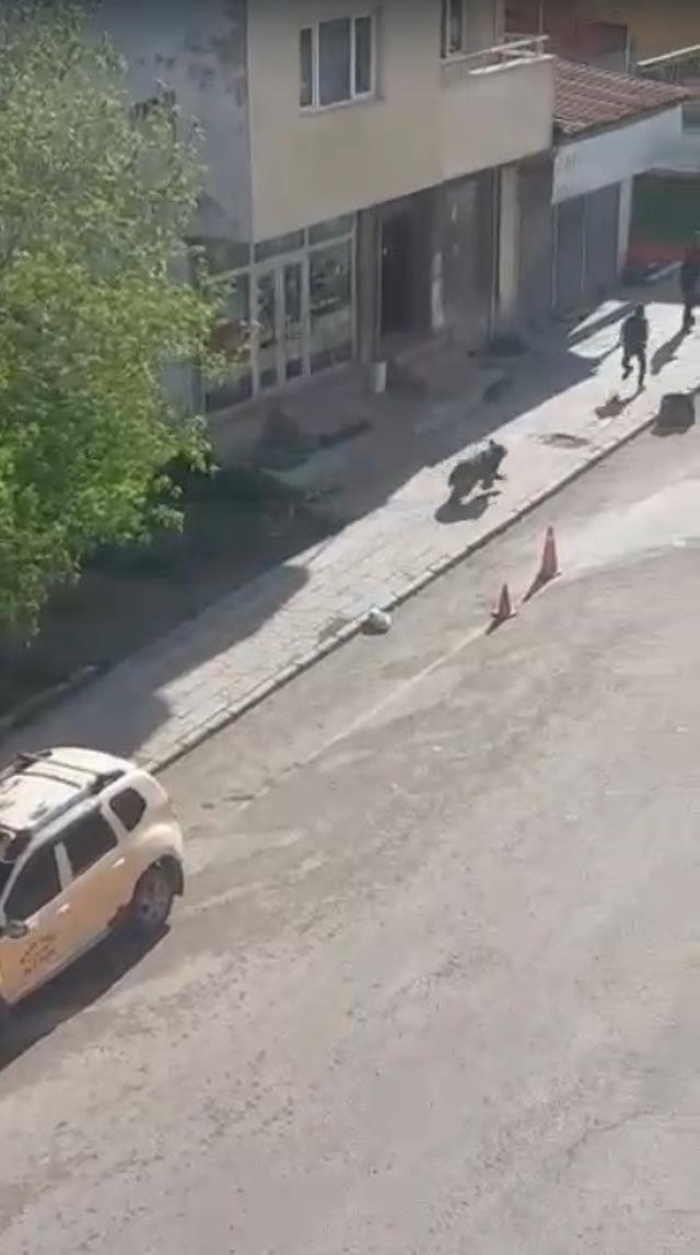 Kars'ta şehir merkezini boz ayı bastı! Araçların arasında cirit atıp vatandaşa saldırdı Kars'ta şehir merkezini boz ayı bastı! Araçların arasında cirit atıp vatandaşa saldırdı