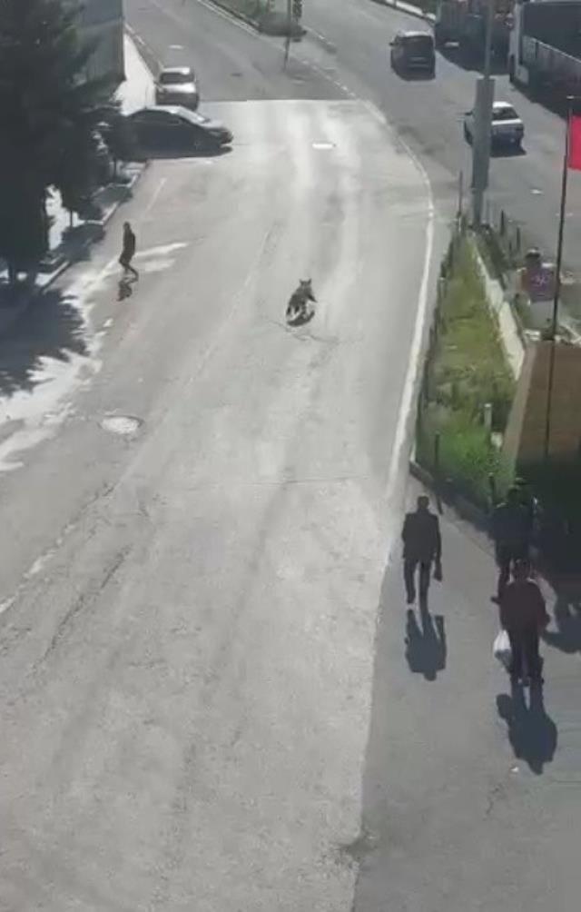 Kars'ta şehir merkezini boz ayı bastı! Araçların arasında cirit atıp vatandaşa saldırdı Kars'ta şehir merkezini boz ayı bastı! Araçların arasında cirit atıp vatandaşa saldırdı
