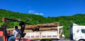 Asırlık ceviz ağaçları ihracatla ekonomiye kazandırılıyor