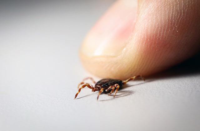 Keneyle ilgili bu bilgi tarihe karışıyor! İşte doğru bildiğimiz büyük yanlış