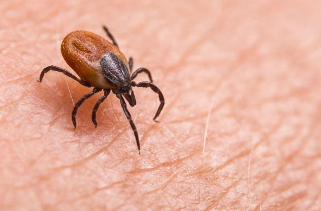 Keneyle ilgili bu bilgi tarihe karışıyor! İşte doğru bildiğimiz büyük yanlış