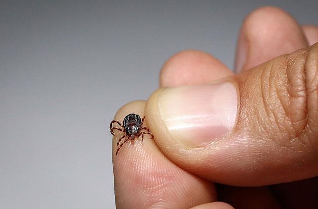 Keneyle ilgili bu bilgi tarihe karışıyor! İşte doğru bildiğimiz büyük yanlış