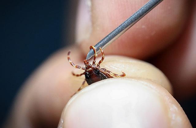 Keneyle ilgili bu bilgi tarihe karışıyor! İşte doğru bildiğimiz büyük yanlış