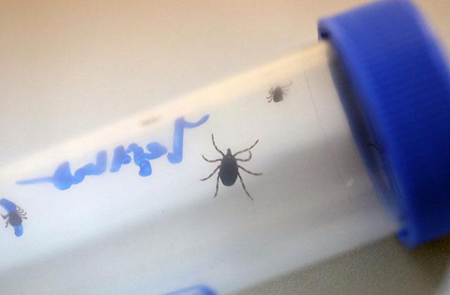 Keneyle ilgili bu bilgi tarihe karışıyor! İşte doğru bildiğimiz büyük yanlış