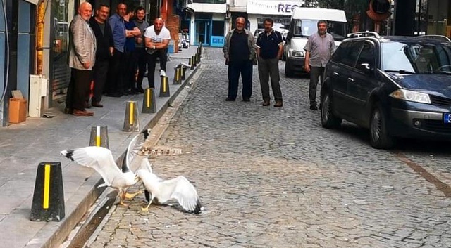 Ekmeği bölüşemeyen martılar hararetli kavgaya tutuştu, Trabzonlu vatandaşlar nasihat verdi Ekmeği bölüşemeyen martılar hararetli kavgaya tutuştu, Trabzonlu vatandaşlar nasihat verdi