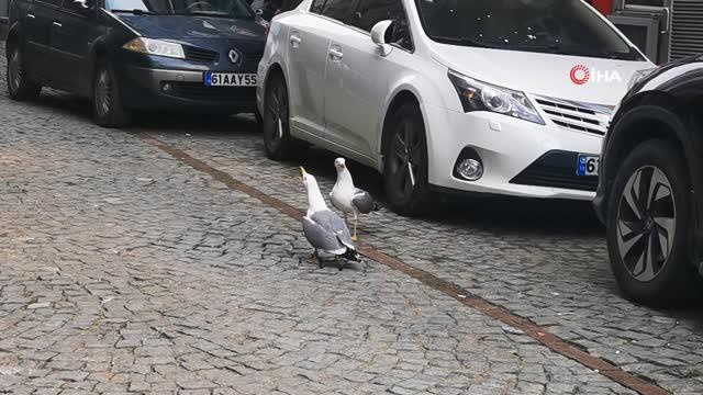 Ekmeği bölüşemeyen martılar hararetli kavgaya tutuştu, Trabzonlu vatandaşlar nasihat verdi Ekmeği bölüşemeyen martılar hararetli kavgaya tutuştu, Trabzonlu vatandaşlar nasihat verdi