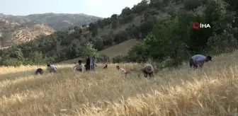 Derecik'te yılın ilk buğday hasadı bereketli geçti