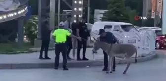 Eşeğin inadı trafiği aksattı, polis yoldan çekmek için yoğun çaba harcadı