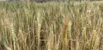 Sağanak yağışlar tarlalara can suyu oldu