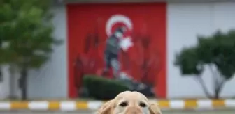 Arama kurtarma köpeği Bulut, yaş pasta kesilerek emekli edildi