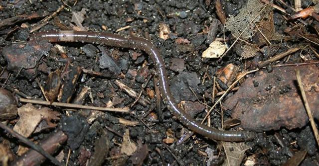 Kabus 1948'de başladı, şimdi koskoca ülke alarmda! Dışkıları taş duvarı bile deviriyor