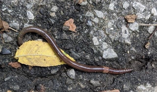 Kabus 1948'de başladı, şimdi koskoca ülke alarmda! Dışkıları taş duvarı bile deviriyor