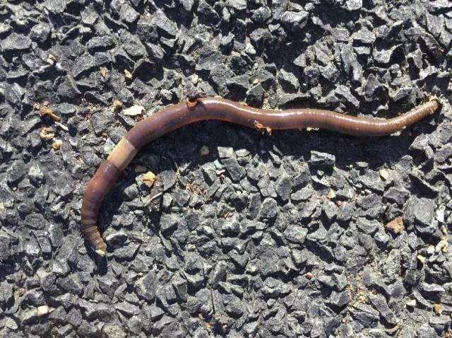 Kabus 1948'de başladı, şimdi koskoca ülke alarmda! Dışkıları taş duvarı bile deviriyor