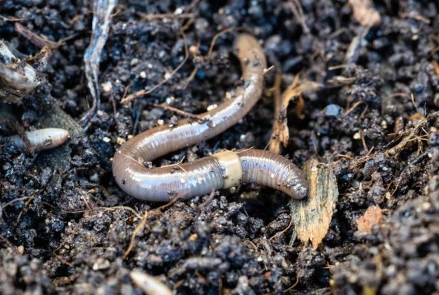 Kabus 1948'de başladı, şimdi koskoca ülke alarmda! Dışkıları taş duvarı bile deviriyor