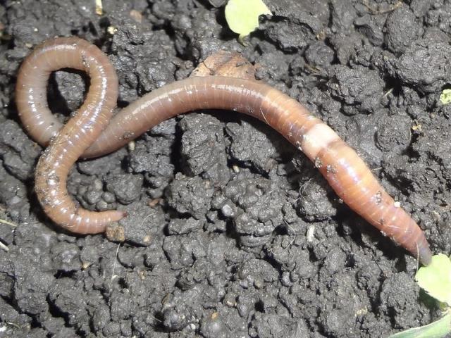 Kabus 1948'de başladı, şimdi koskoca ülke alarmda! Dışkıları taş duvarı bile deviriyor