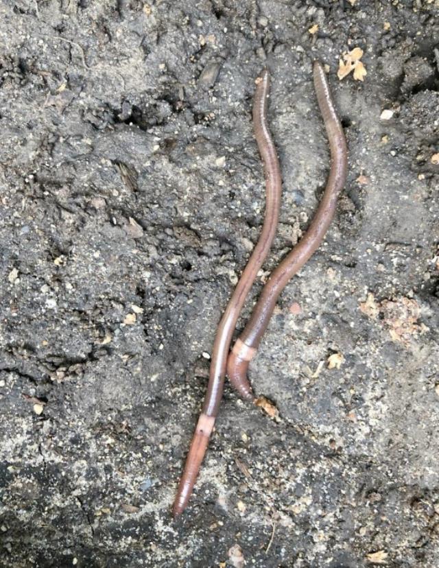 Kabus 1948'de başladı, şimdi koskoca ülke alarmda! Dışkıları taş duvarı bile deviriyor
