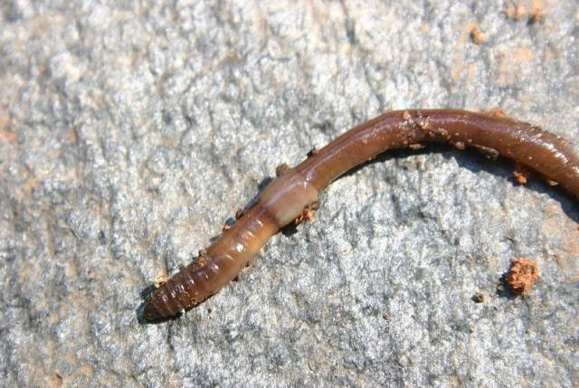 Kabus 1948'de başladı, şimdi koskoca ülke alarmda! Dışkıları taş duvarı bile deviriyor