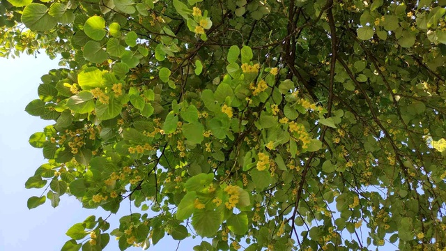 Kilosu yüzlerce lira! Her cadde ve parkta bulunan ıhlamur ağaçlarının yüzüne bakan yok Kilosu yüzlerce lira! Her cadde ve parkta bulunan ıhlamur ağaçlarının yüzüne bakan yok