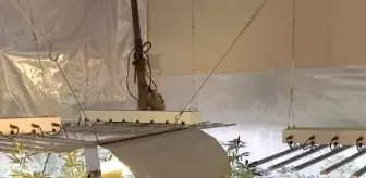 Düzenek kurdukları evlerde kenevir yetiştiren 2 şüpheli yakalandı