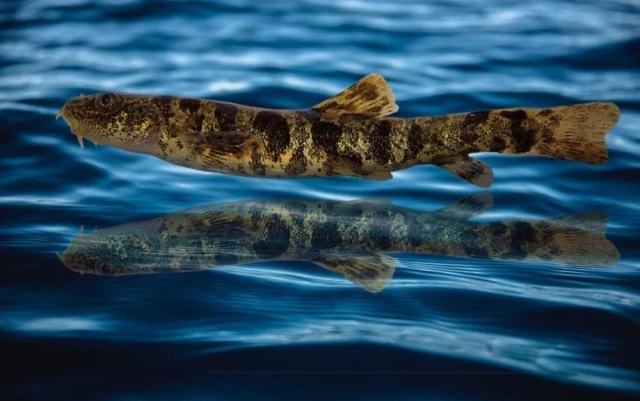 Van Gölü canavarı efsanesiyle özdeşleşen bölgede yeni bir balık türü keşfedildi