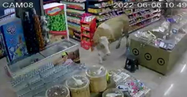 Kurbanlık için Bayburt'a götürülen inekler firar etti, açık buldukları markete daldılar