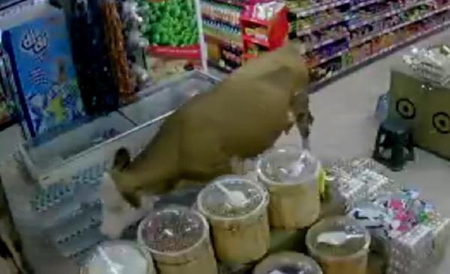 Kurbanlık için Bayburt'a götürülen inekler firar etti, açık buldukları markete daldılar