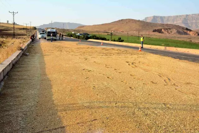 Mardin'de kamyon devrildi, tonlarca buğday yola döküldü