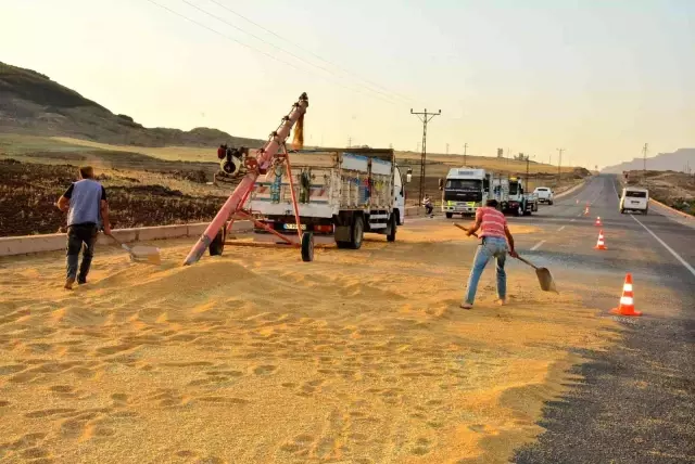 Mardin'de kamyon devrildi, tonlarca buğday yola döküldü