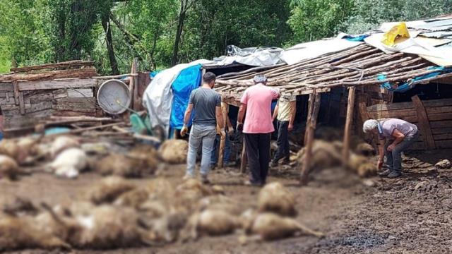 Tokat'ta ağıla giren kurt 100'e yakın koyunu telef etti