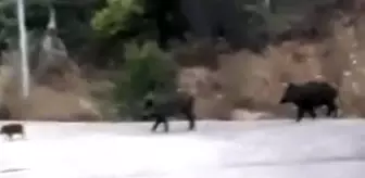 Aç kalan domuz sürüsü şehre indi