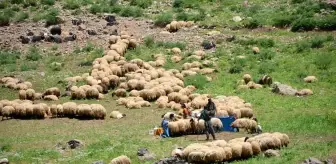 Şırnak yaylaları 600 bin küçükbaş hayvana ev sahipliği yapıyor