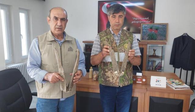 Adıyaman'da ele geçirilen keçi boynuzuna 513 bin TL ceza Adıyaman'da ele geçirilen keçi boynuzuna 513 bin TL ceza