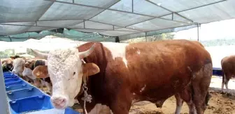 İzmir'de kurban pazarı hareketliliği başladı