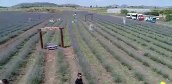 Manisa'da 143 dönüm arazi üzerinde tıbbi ve aromatik bitki yetiştirilecek