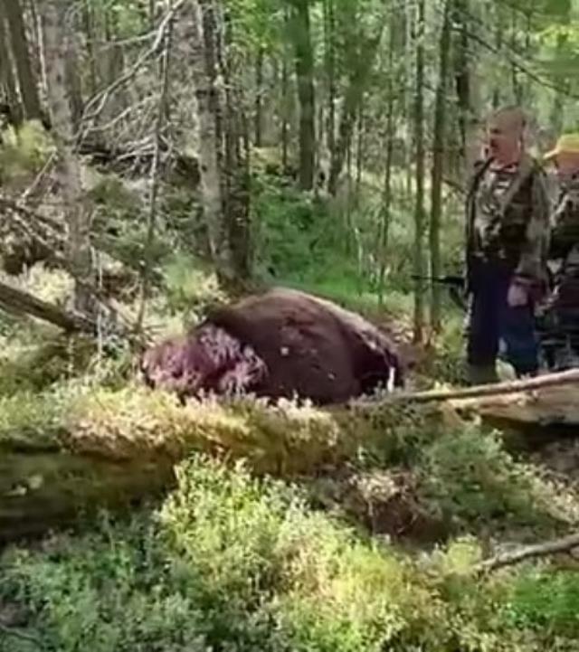 Vurduğu ayının yanına giden 62 yaşındaki avcı hayatının hatasını yaptı