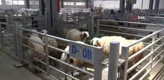 Kurbanlık satışlarında küçükbaş hayvanlar revaçta