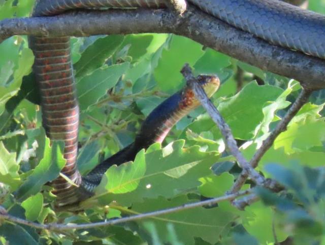 Tunceli'de dev yılan paniği