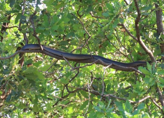 Tunceli'de dev yılan paniği