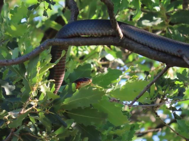 Tunceli'de dev yılan paniği