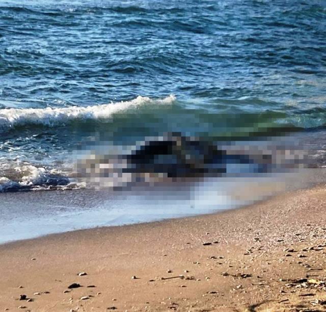 Kocaeli'de sahillere vuran 4 büyükbaş ölüsü, yüzmeye giden vatandaşlara büyük korku yaşattı