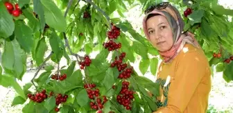 Napolyon türü kirazlar üreticinin yüzünü güldürüyor