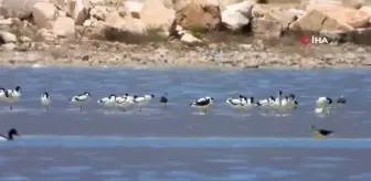 Acıgöl'de flamingolar görsel şölen oluşturuyor