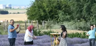 Tekirdağ Lavanta Tarla Günleri'nde renkli görüntüler