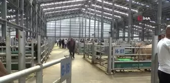 Doğu Anadolu Canlı Hayvan Pazarı'nda kurban hareketliliği başladı