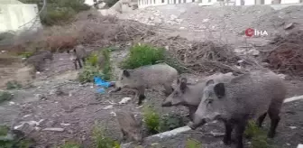 Yiyecek bulmakta zorlanan domuz sürüsü gündüz vakti şehre indi