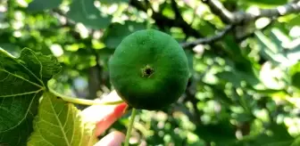 Bu incirler yenmiyor, asılıyor