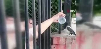 Duyarlı vatandaş susuz kalan kargaya elleriyle su içirdi